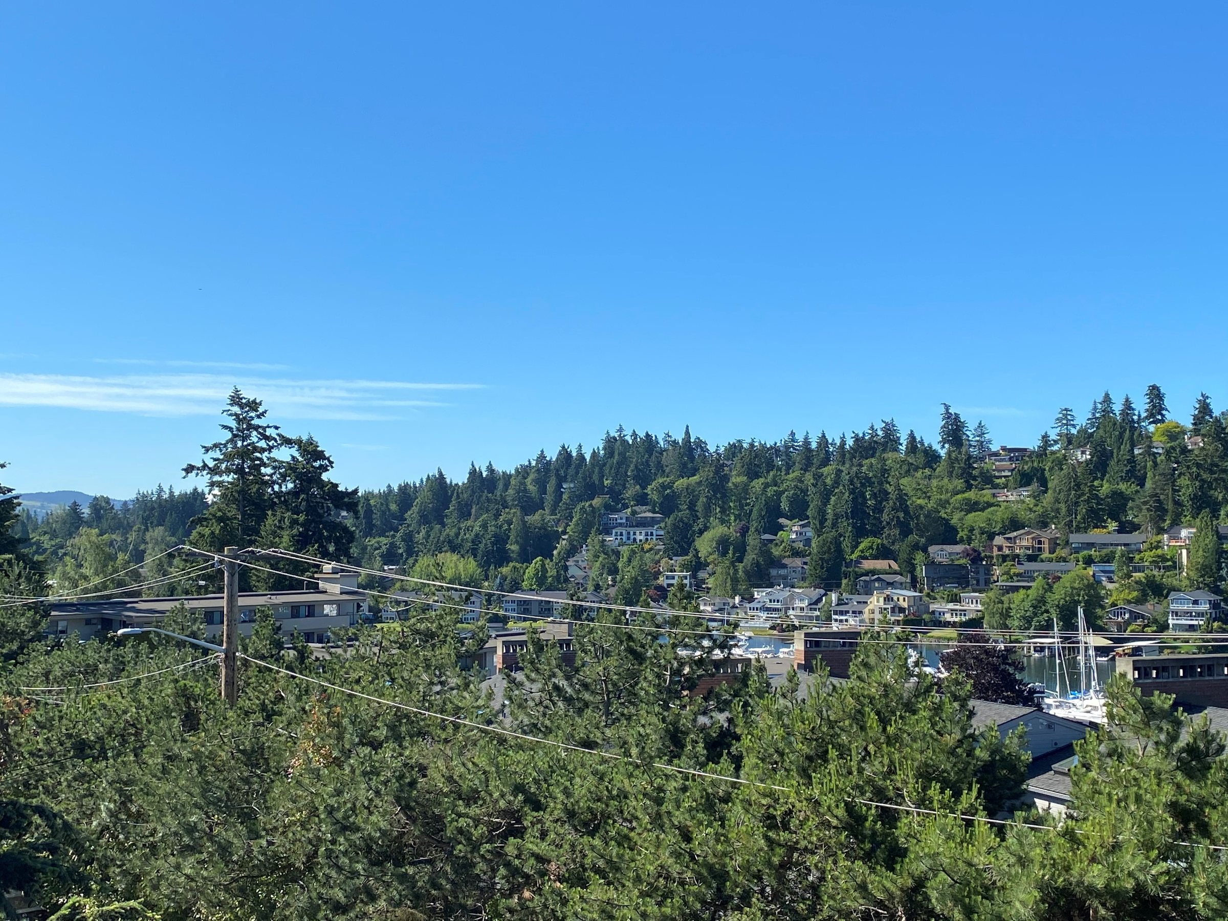 Treetop views over Lake Washington Blvd